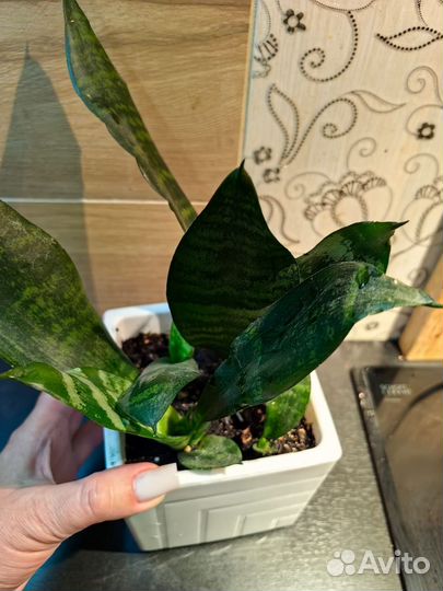 Сансевиерия зейланика