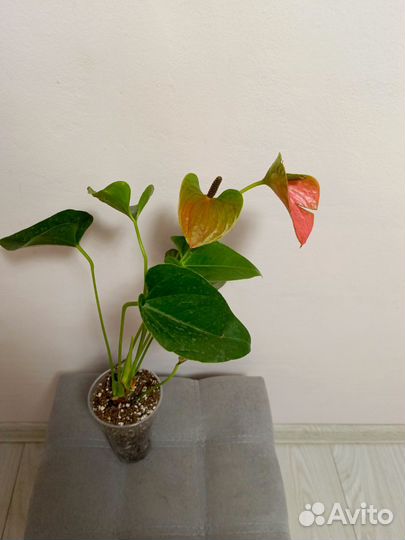 Антуриум Свит Дрим