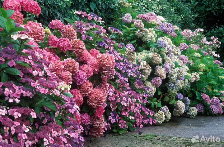 Гортензия Сбежавшая невеста саженцы