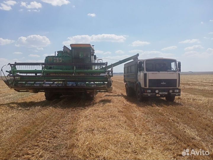Зерно пшеница