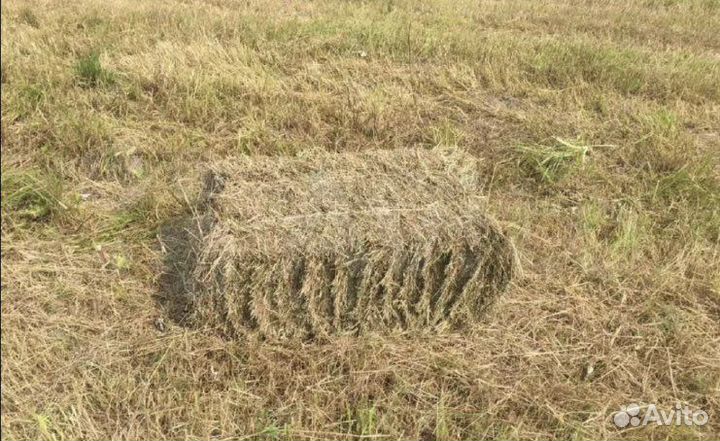 Сено в тюках