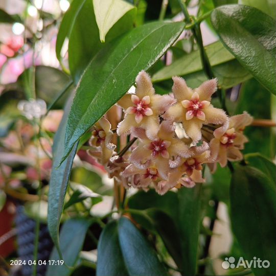 Комнатные растения