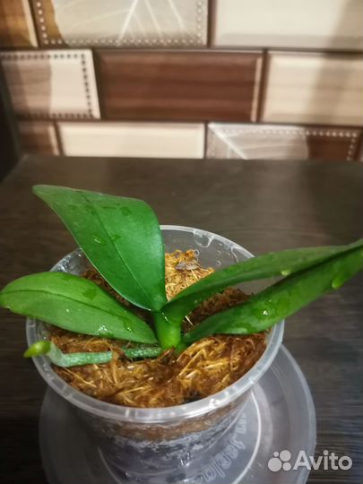 Орхидея L1802 Aquarius