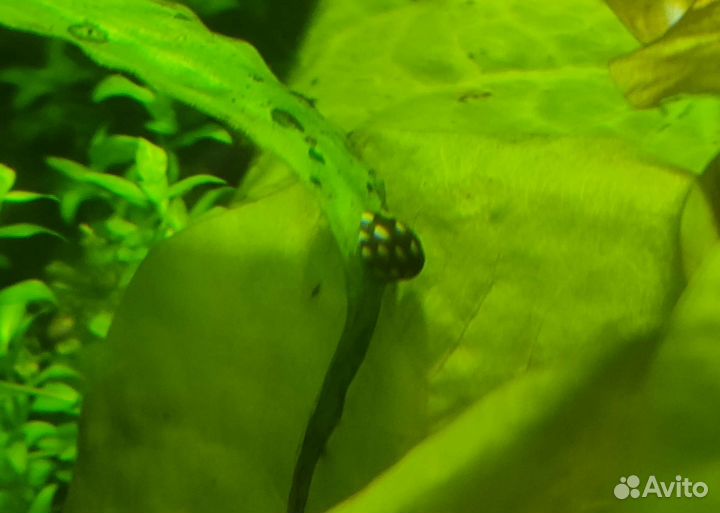 Улитка теодоксус