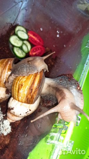 Улитки ахатины