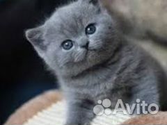 Шотландские плюшевые котята объявление продам