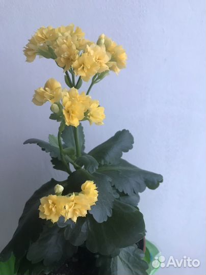 Каланхое