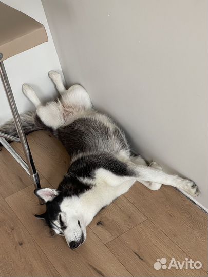 Хаски в добрые руки