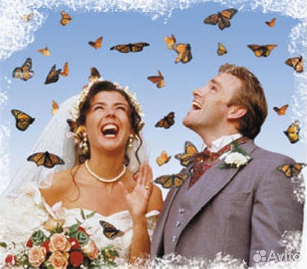 Франшиза Салюты из Живых Тропических Бабочек 2380