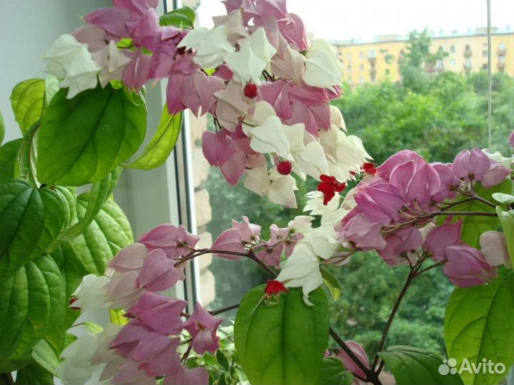 Клеродендрум