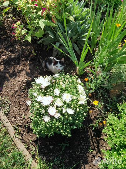 Котёнок девочка