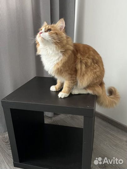 Передержка животных, зoo Такси