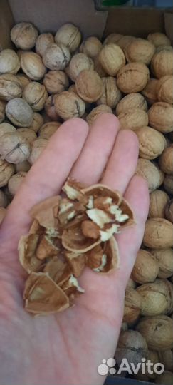 Орех грецкий