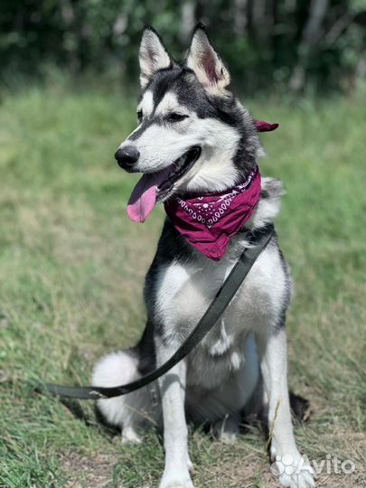 Собака в добрые руки