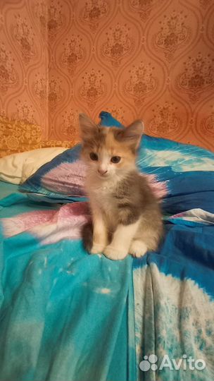 Милые котята в добрые лапки