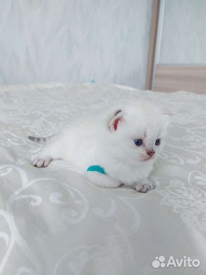 Британские котята