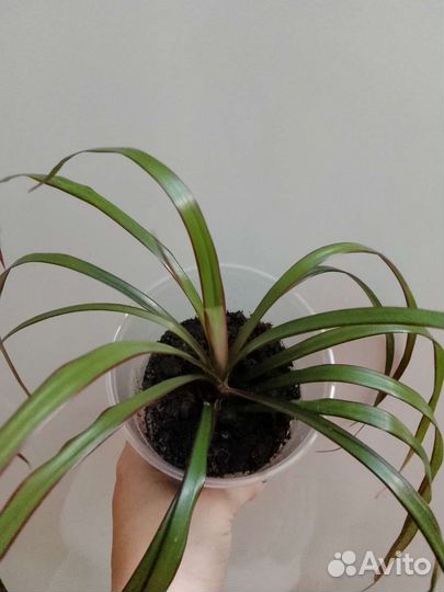 Драцена биколор