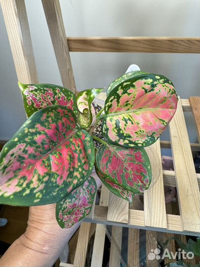 Аглаонема Кримсон Валентайн