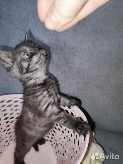 Котята в дар