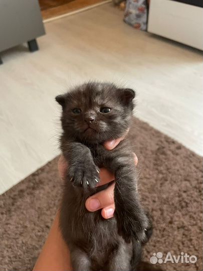 Шотландская