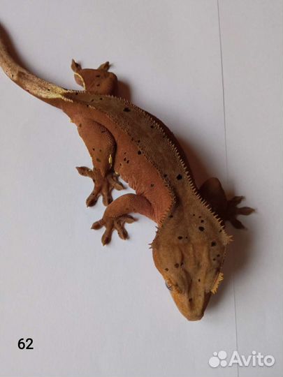 Самки реснитчатого бананоеда