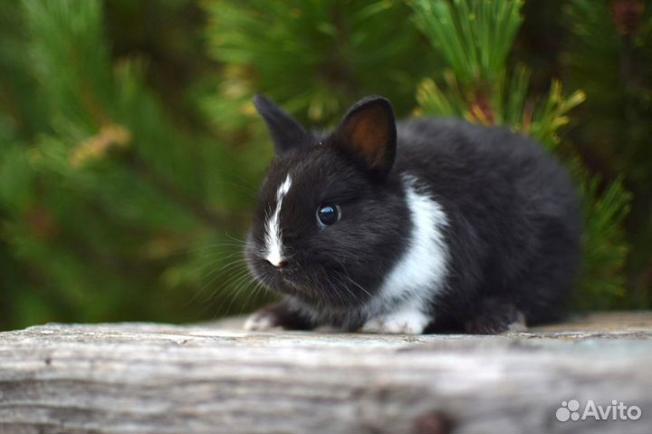 Карликовые и декоративные кролики. Профессиональны