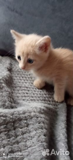 Посмотрите какой милый Рыжик