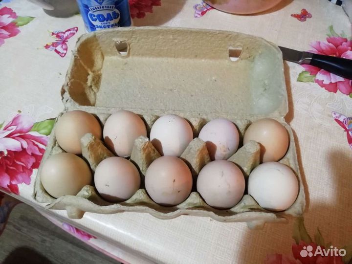 Домашние куриные яйца