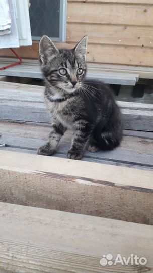 Отдадим котят