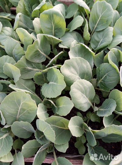 Рассада капусты