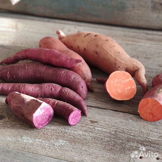 Черенки и клубни батата 16сортов, отправка почтой