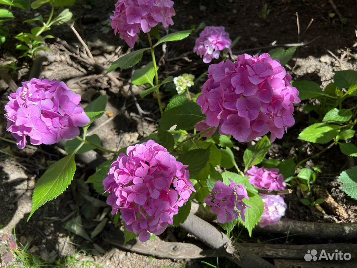Крупнолистные гортензии