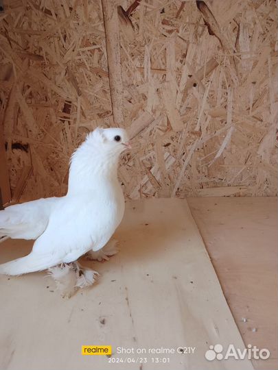 Статные голуби