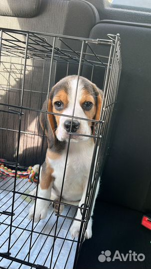 Щенок бигль девочка