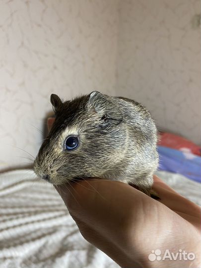 Морская свинка девочка
