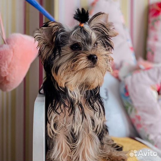 Йоркширский терьер вязка