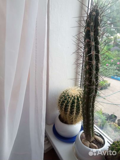 Кактусы редкие