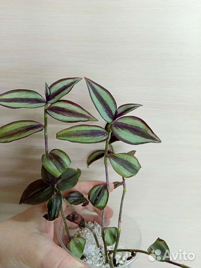 Наборы традесканций