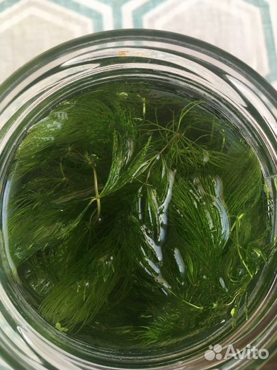 Роголистник