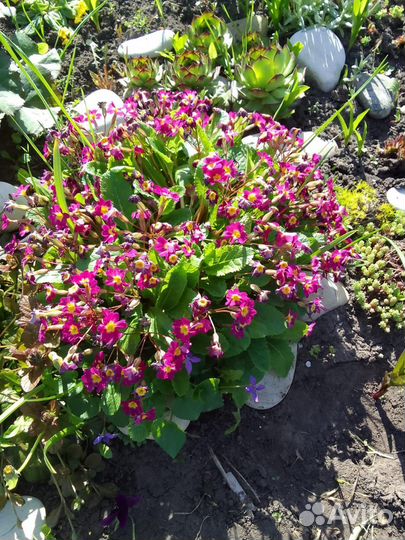 Примулы,фиалки