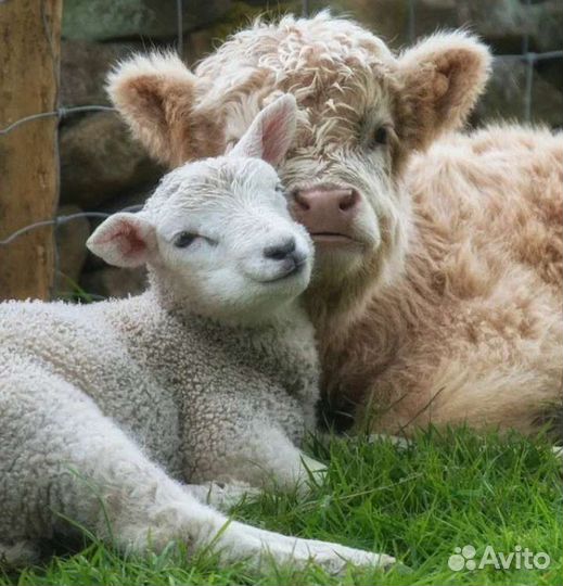 Заменитель молока