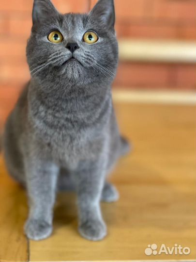 Британская