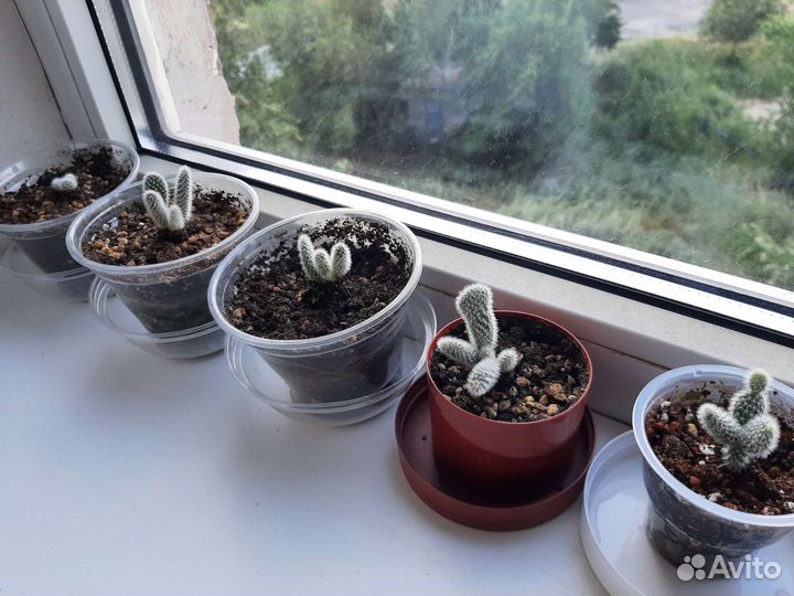 Опунция Микродазис Альбата