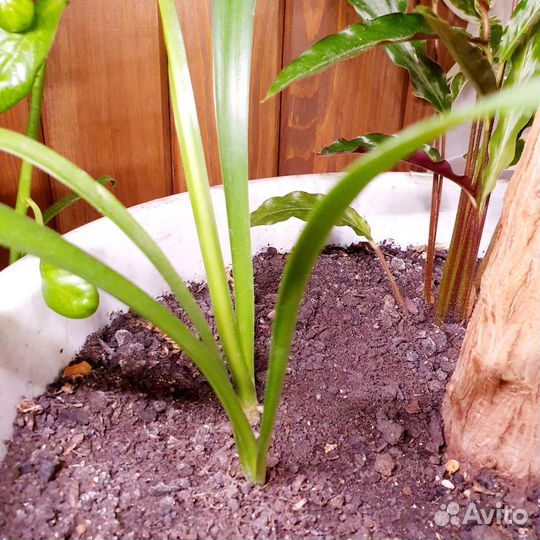 Гименокаллис карибский