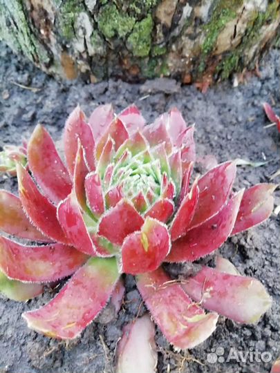 Сортовое молодило