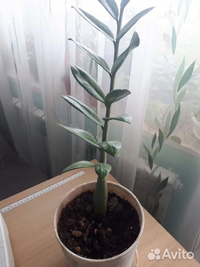 Замиокулькас