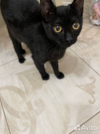 Кошка Багира 6 мес в Добрые руки