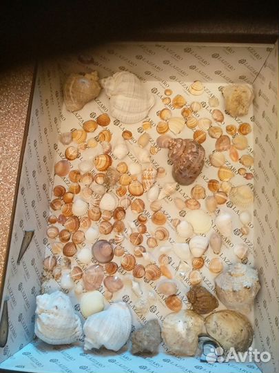 Морские ракушки