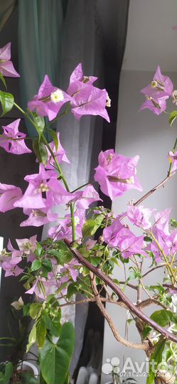 Бугенвиллия