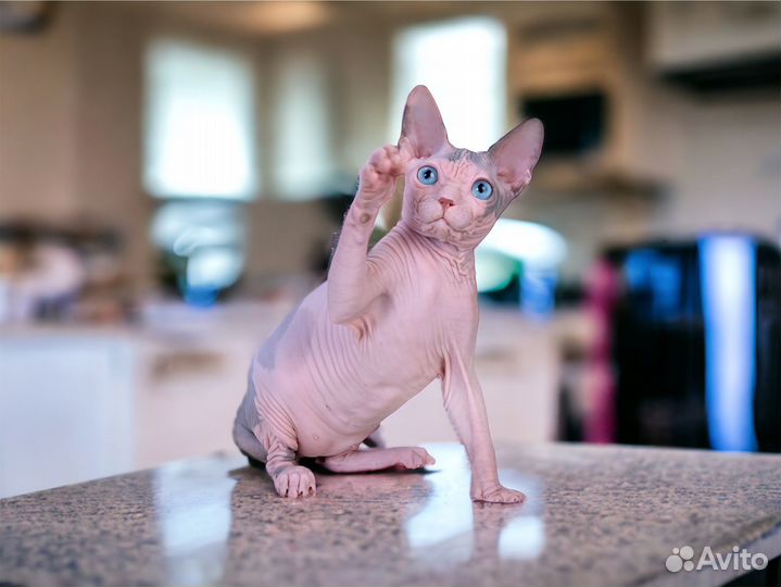 Девочки эльф и сфинкс